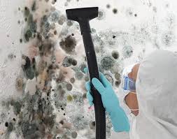 Trusted Port Salerno, FL Mold Remediation Experts